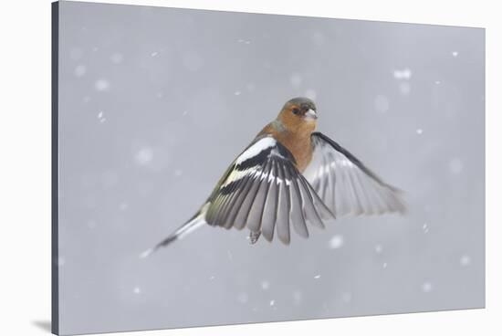 Chaffinch (Fringilla Coelebs) Male in Flight in Snow. Glenfeshie, Scotland, February-Peter Cairns-Stretched Canvas