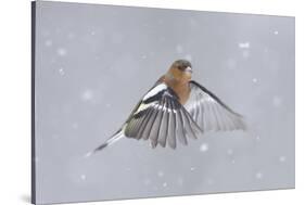 Chaffinch (Fringilla Coelebs) Male in Flight in Snow. Glenfeshie, Scotland, February-Peter Cairns-Stretched Canvas