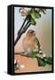 Chaffinch Male on Branch of Apple Tree with Blossoms-null-Framed Stretched Canvas