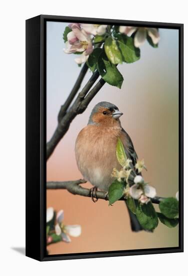 Chaffinch Male on Branch of Apple Tree with Blossoms-null-Framed Stretched Canvas