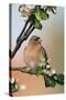 Chaffinch Male on Branch of Apple Tree with Blossoms-null-Stretched Canvas