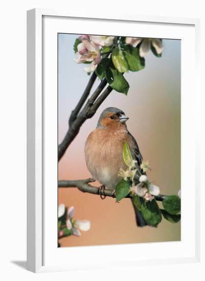 Chaffinch Male on Branch of Apple Tree with Blossoms-null-Framed Photographic Print