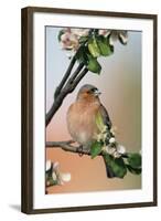 Chaffinch Male on Branch of Apple Tree with Blossoms-null-Framed Photographic Print
