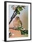 Chaffinch Male on Branch of Apple Tree with Blossoms-null-Framed Photographic Print