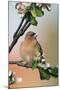 Chaffinch Male on Branch of Apple Tree with Blossoms-null-Mounted Photographic Print