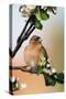 Chaffinch Male on Branch of Appletree with Blossoms-null-Stretched Canvas