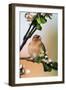 Chaffinch Male on Branch of Appletree with Blossoms-null-Framed Photographic Print