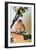 Chaffinch Male on Branch of Appletree with Blossoms-null-Framed Photographic Print