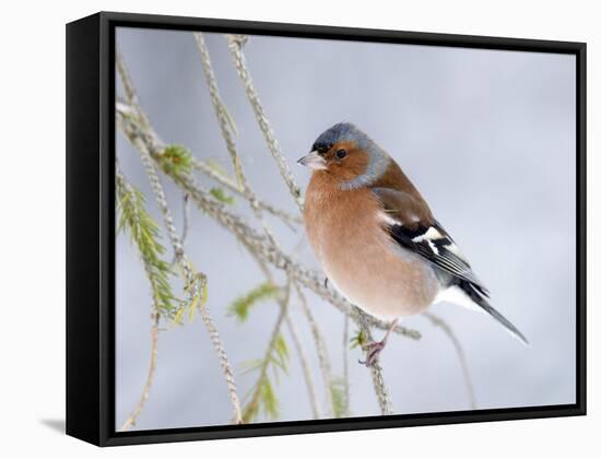 Chaffinch Perched in Pine Tree, Scotland, UK-Andy Sands-Framed Stretched Canvas