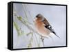 Chaffinch Perched in Pine Tree, Scotland, UK-Andy Sands-Framed Stretched Canvas