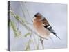 Chaffinch Perched in Pine Tree, Scotland, UK-Andy Sands-Stretched Canvas