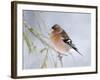Chaffinch Perched in Pine Tree, Scotland, UK-Andy Sands-Framed Photographic Print