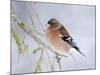 Chaffinch Perched in Pine Tree, Scotland, UK-Andy Sands-Mounted Photographic Print