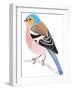 Chaffinch Sitting on a Tree Branch-Milovelen-Framed Art Print