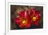 Chain-Fruit Cholla-DLILLC-Framed Premium Photographic Print