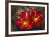 Chain-Fruit Cholla-DLILLC-Framed Premium Photographic Print