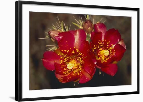 Chain-Fruit Cholla-DLILLC-Framed Premium Photographic Print