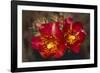 Chain-Fruit Cholla-DLILLC-Framed Premium Photographic Print