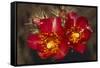 Chain-Fruit Cholla-DLILLC-Framed Stretched Canvas