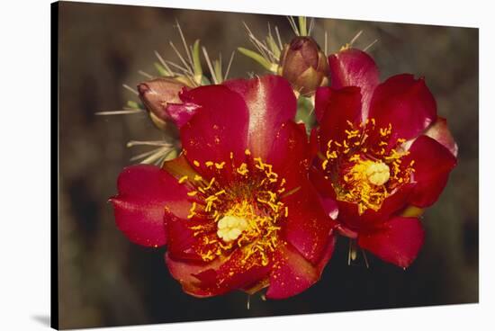 Chain-Fruit Cholla-DLILLC-Stretched Canvas