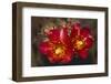 Chain-Fruit Cholla-DLILLC-Framed Premium Photographic Print