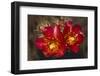 Chain-Fruit Cholla-DLILLC-Framed Premium Photographic Print