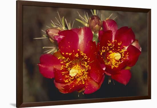 Chain-Fruit Cholla-DLILLC-Framed Photographic Print