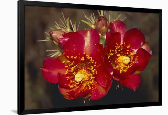 Chain-Fruit Cholla-DLILLC-Framed Photographic Print