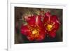 Chain-Fruit Cholla-DLILLC-Framed Photographic Print