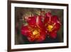 Chain-Fruit Cholla-DLILLC-Framed Photographic Print