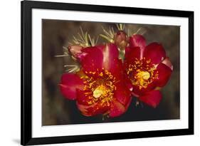 Chain-Fruit Cholla-DLILLC-Framed Photographic Print