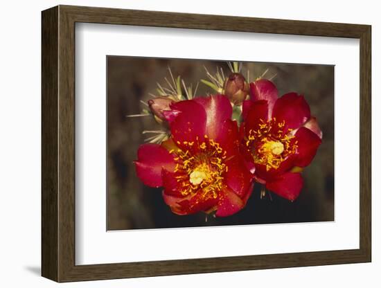 Chain-Fruit Cholla-DLILLC-Framed Photographic Print