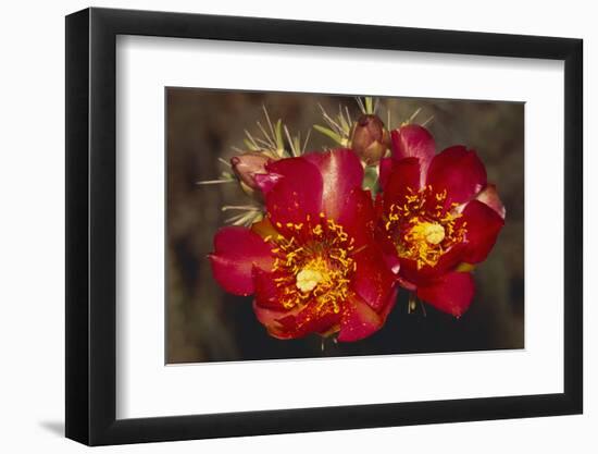 Chain-Fruit Cholla-DLILLC-Framed Photographic Print