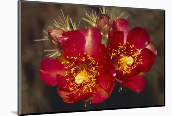 Chain-Fruit Cholla-DLILLC-Mounted Photographic Print