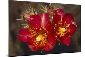 Chain-Fruit Cholla-DLILLC-Mounted Photographic Print