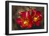 Chain-Fruit Cholla-DLILLC-Framed Photographic Print