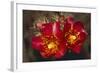 Chain-Fruit Cholla-DLILLC-Framed Photographic Print