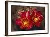 Chain-Fruit Cholla-DLILLC-Framed Photographic Print