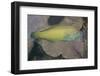 Chain-Lined Wrasse-Hal Beral-Framed Photographic Print