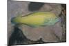 Chain-Lined Wrasse-Hal Beral-Mounted Photographic Print