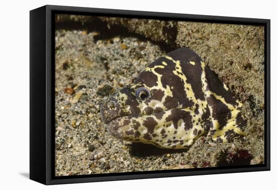 Chain Moray Eel-Hal Beral-Framed Stretched Canvas