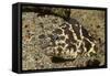 Chain Moray Eel-Hal Beral-Framed Stretched Canvas