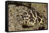 Chain Moray Eel-Hal Beral-Framed Stretched Canvas