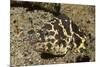 Chain Moray Eel-Hal Beral-Mounted Photographic Print