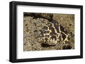 Chain Moray Eel-Hal Beral-Framed Photographic Print