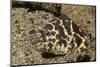 Chain Moray Eel-Hal Beral-Mounted Photographic Print