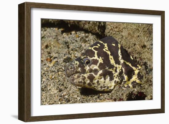 Chain Moray Eel-Hal Beral-Framed Photographic Print