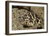 Chain Moray Eel-Hal Beral-Framed Photographic Print