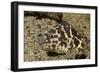 Chain Moray Eel-Hal Beral-Framed Photographic Print