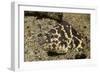 Chain Moray Eel-Hal Beral-Framed Photographic Print